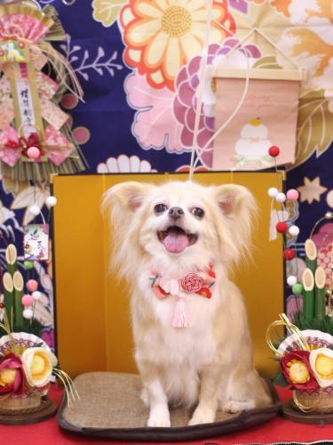 20240106チャッピーちゃん